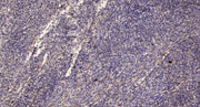PTPα rabbit pAb