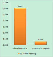 Bax (phospho Thr167) rabbit pAb