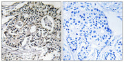 Pxmp2 rabbit pAb
