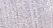 Rb (phospho Ser788) rabbit pAb