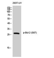 Bcl-2 (phospho Ser87) rabbit pAb