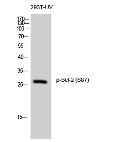 Bcl-2 (phospho Ser87) rabbit pAb