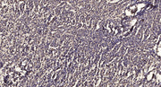 Bcl-2 (phospho Thr74) rabbit pAb