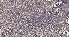 Bcl-2 (phospho Thr74) rabbit pAb