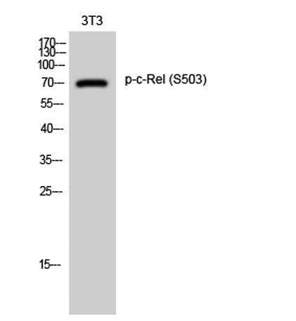 c-Rel (phospho Ser503) rabbit pAb