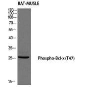 Bcl-x (phospho Thr47) rabbit pAb