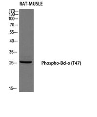 Bcl-x (phospho Thr47) rabbit pAb