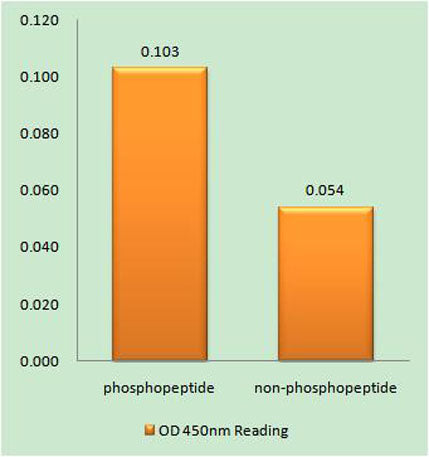 Bcl-x (phospho Thr115) rabbit pAb