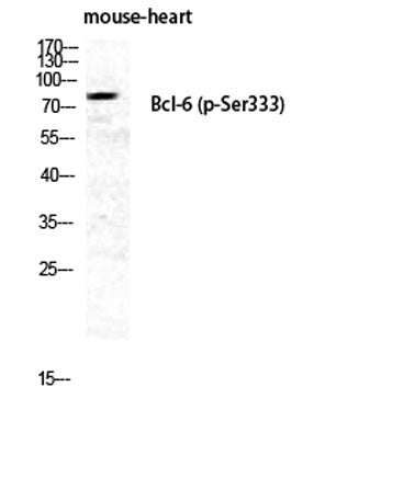 Bcl-6 (phospho Ser333) rabbit pAb