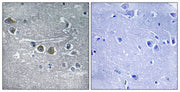 Ribosomal Protein L15 rabbit pAb