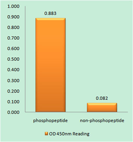 Rsk-1/2/3/4 (phospho Ser221/227/S218/232) rabbit pAb