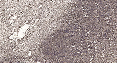 Calgizzarin rabbit pAb