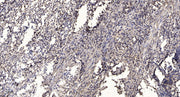 MRP-L17 rabbit pAb