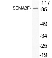 SEMA3F rabbit pAb