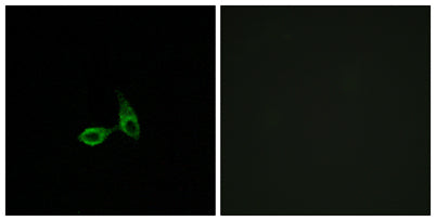Cadherin-24 rabbit pAb