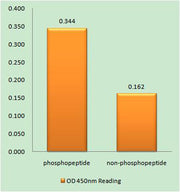 APC1 (phospho Ser355) rabbit pAb