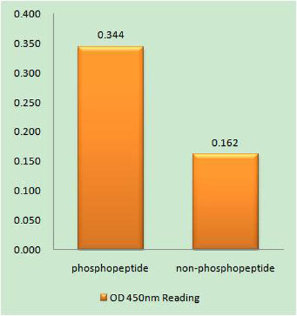 APC1 (phospho Ser355) rabbit pAb