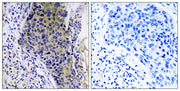 MRP-L34 rabbit pAb