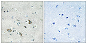 MRP-L32 rabbit pAb