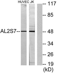 ALS2CR7 rabbit pAb