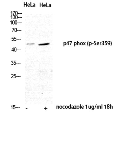p47-phox (phospho Ser359) rabbit pAb