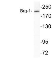 Brg-1 rabbit pAb