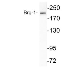 Brg-1 rabbit pAb