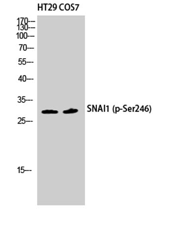 SNAI 1 (phospho Ser246) rabbit pAb