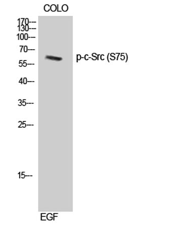 c-Src (phospho Ser75) rabbit pAb