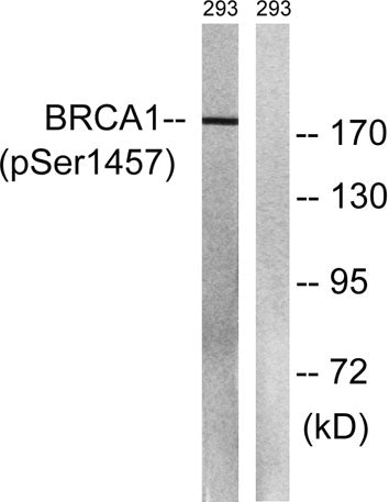 BRCA1 (phospho Ser1457) rabbit pAb
