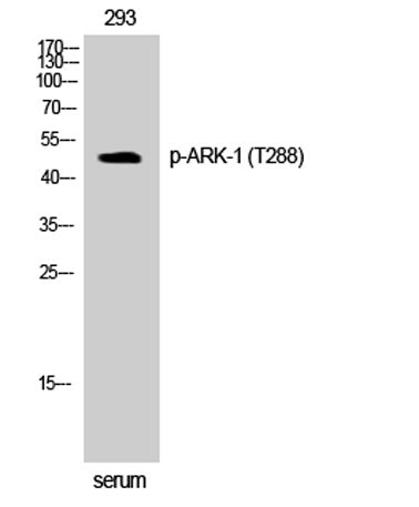 ARK-1 (phospho Thr288) rabbit pAb
