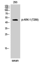 ARK-1 (phospho Thr288) rabbit pAb