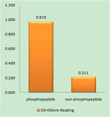 ARK-1 (phospho Ser342) rabbit pAb