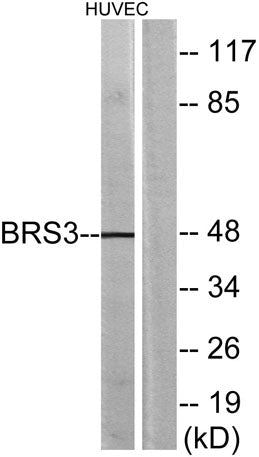 BRS-3 rabbit pAb