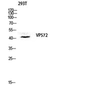 VPS72 rabbit pAb
