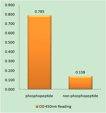 53BP1 (phospho Ser25) rabbit pAb