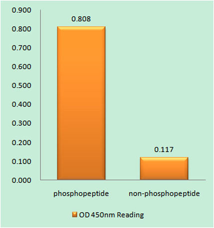 CD88 (phospho Ser338) rabbit pAb