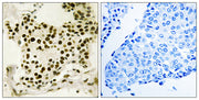 UBF (phospho Ser484) rabbit pAb