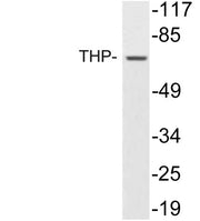 THP rabbit pAb