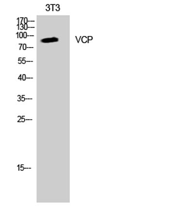 VCP rabbit pAb