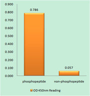 14-3-3 ζ/δ (phospho Thr232) rabbit pAb