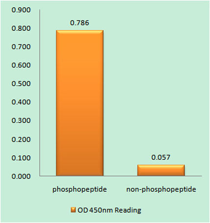 14-3-3 ζ/δ (phospho Thr232) rabbit pAb