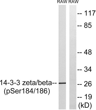14-3-3 β/ζ (phospho Ser184/186) rabbit pAb