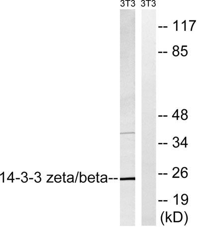 14-3-3 β/ζ rabbit pAb