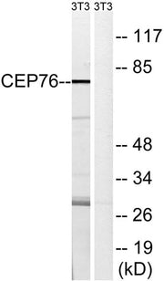 CEP76 rabbit pAb