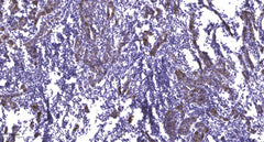 Caldesmon (phospho Ser759) rabbit pAb