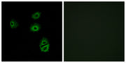 Olfactory receptor 2B2 rabbit pAb