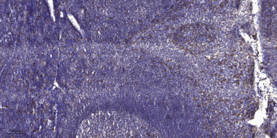 ADAMTS-12 rabbit pAb