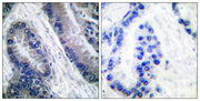Cleaved-Caspase-1 (M211) rabbit pAb