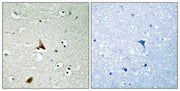 Caspase-1 (phospho Ser376) rabbit pAb
